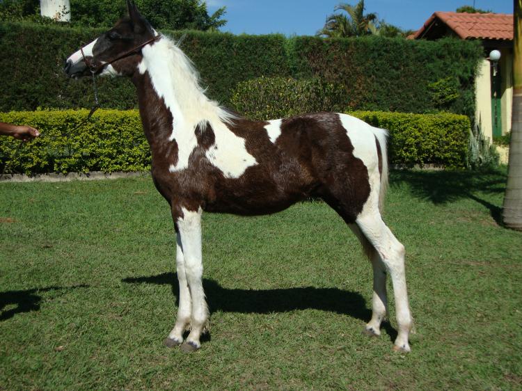 AMIGO DO GADU (HOMOZIGOTO)