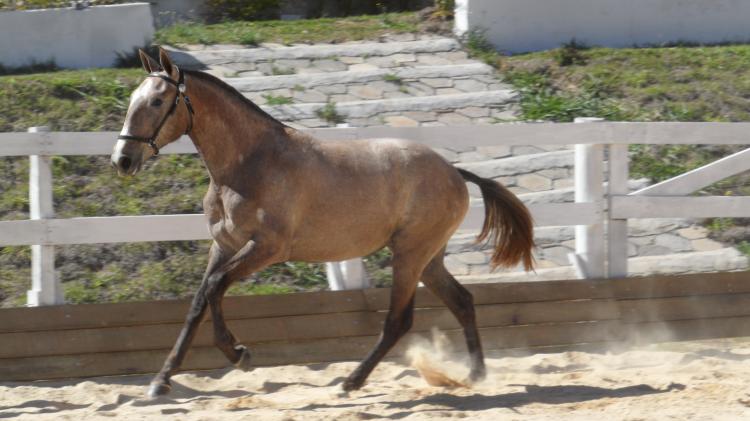 GRANADA SJ