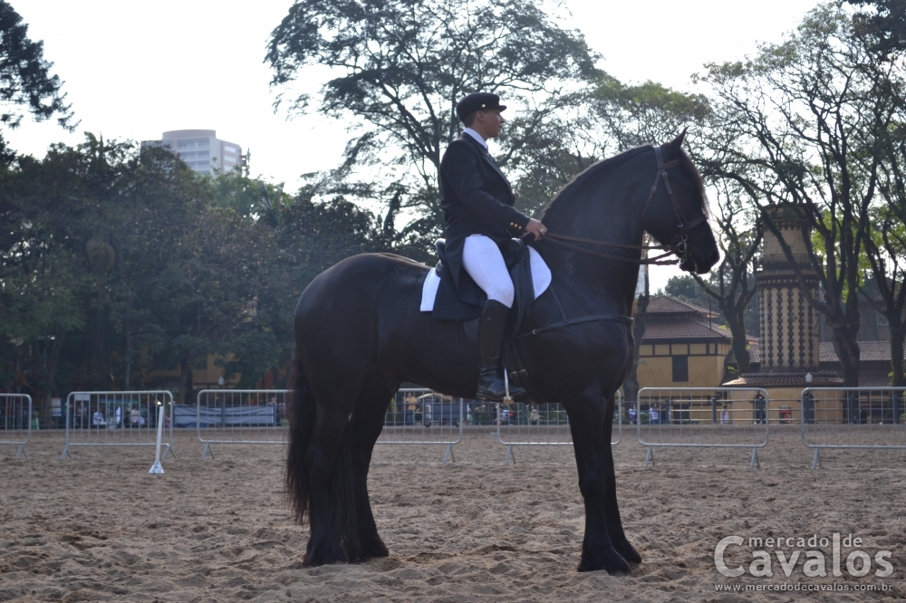 RESERVA DE POTRO (FRIESIAN)