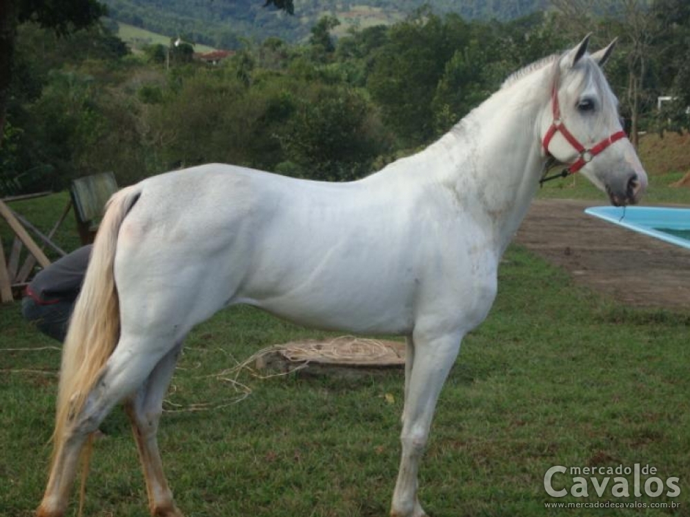 OPACHE