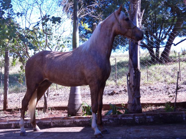 IMPERADOR M.E