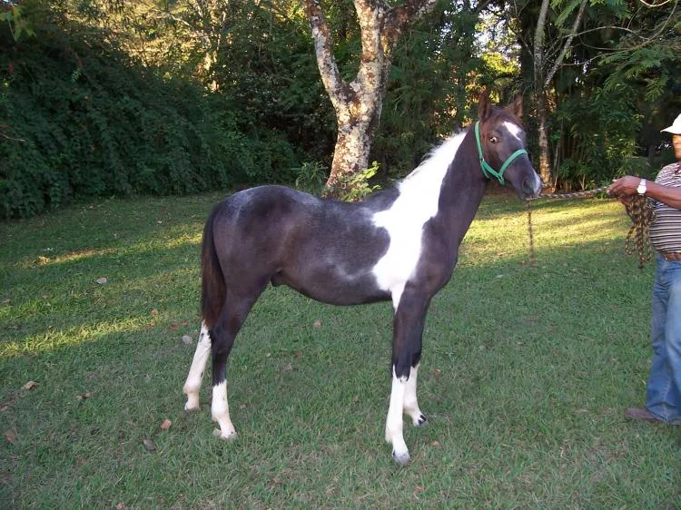 FÓRIO
