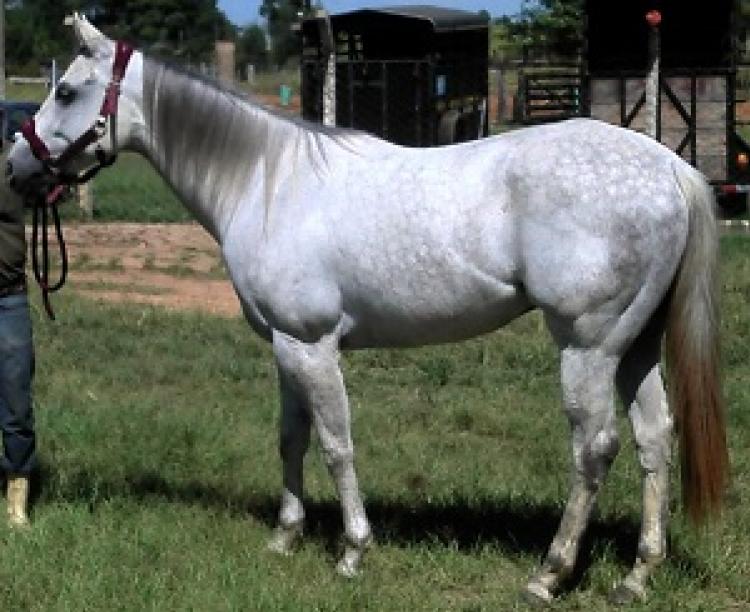 SPECIAL ENVOY