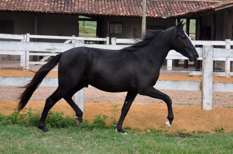 BLACK KM