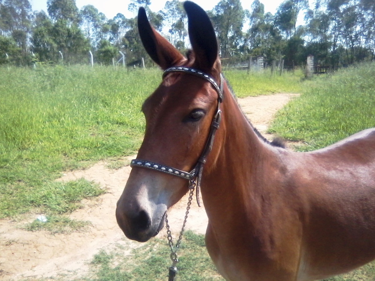 CATARINA