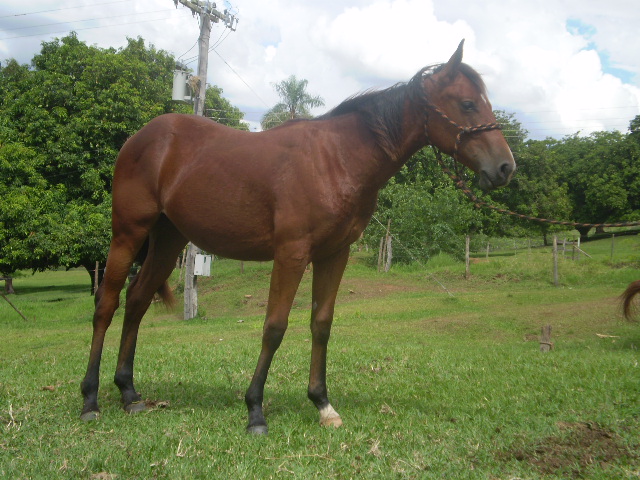 SAVANA PLAY