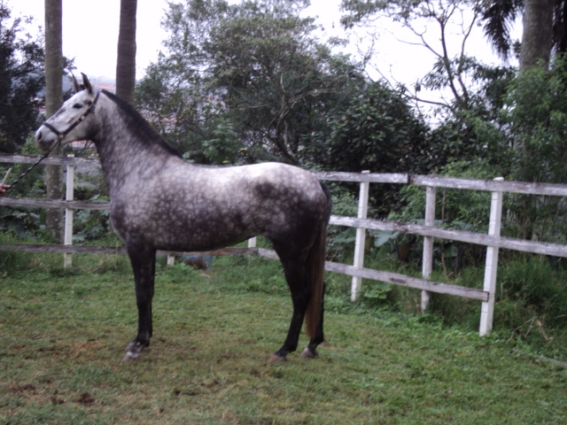 DUQUEZA DA LEOPOLDINA