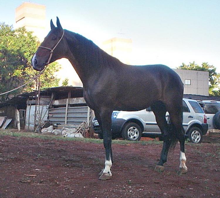 NORTE DO LPD