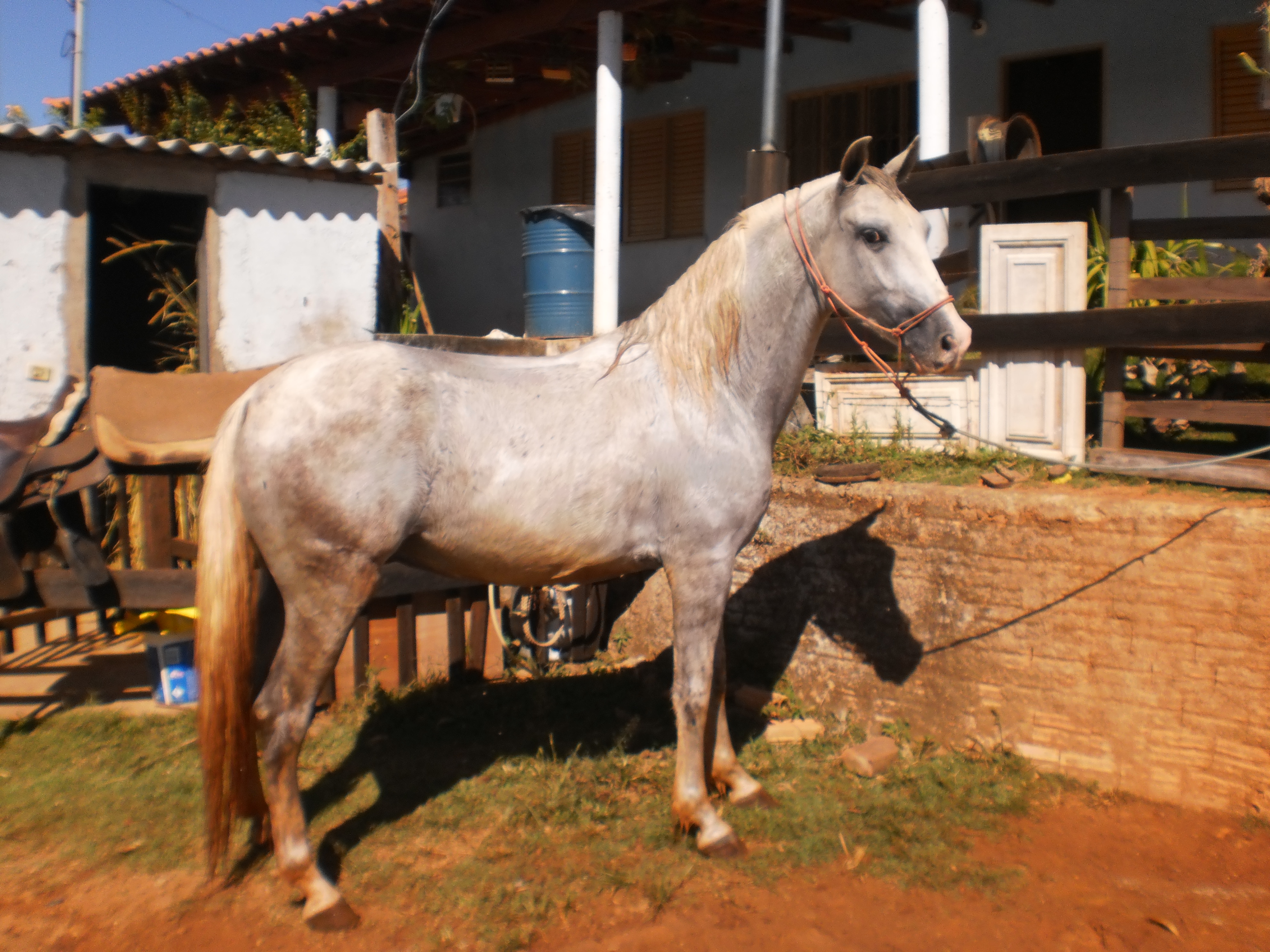 ARTILHEIRO QUALISUL