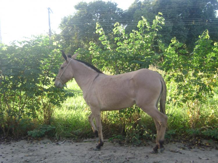 PRINCESA DA VILA NOVA