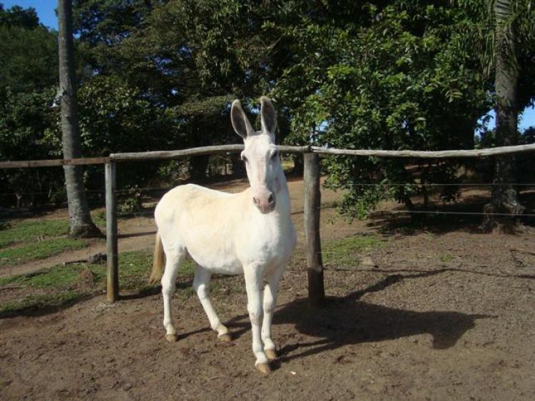 ALEMÃO