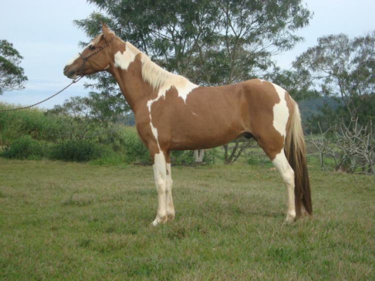 CARTUCHO