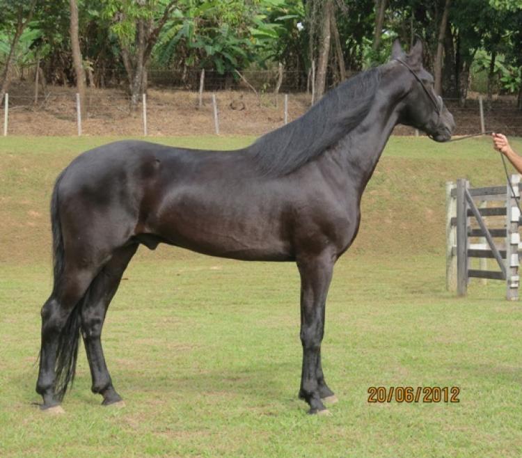 TROPICAL DO CHIRIBIRIBINHA