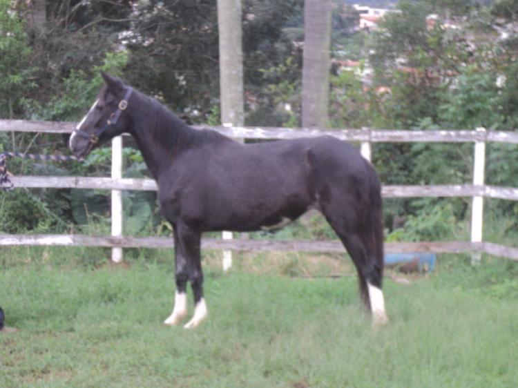 PENELOPE DO LUTY