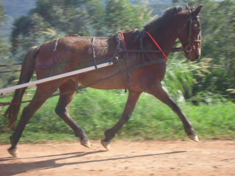 GUARANÁ