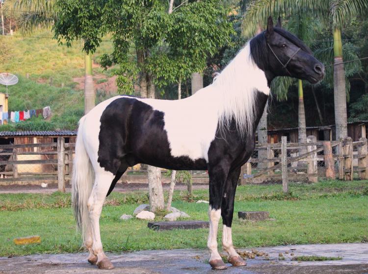 ROMEIRO DO RASF