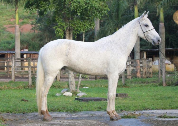 HARMONIA DO RASF