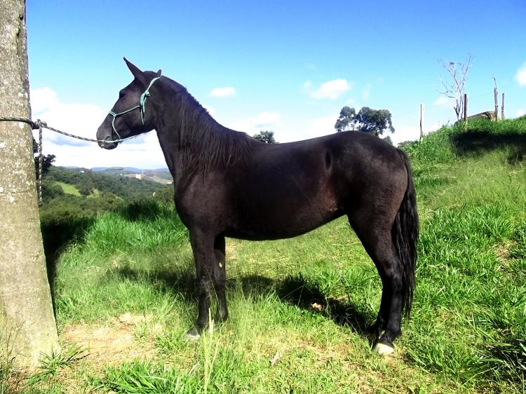 PÉROLA NEGRA DO MISSISSIPI