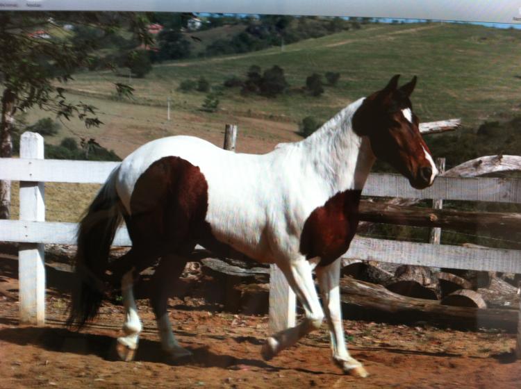FREVO