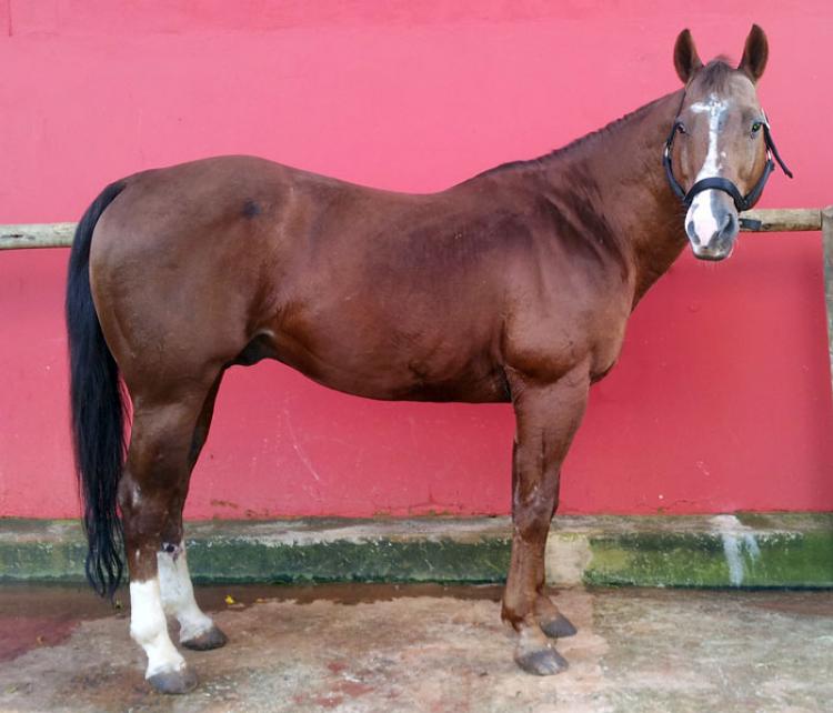 APOLLO SOLANO HDN