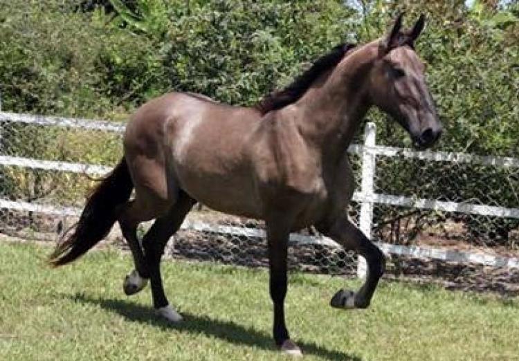 APACHE DO PASSO FINO