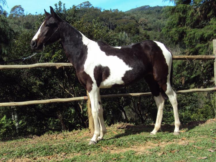 NOIVA R.M