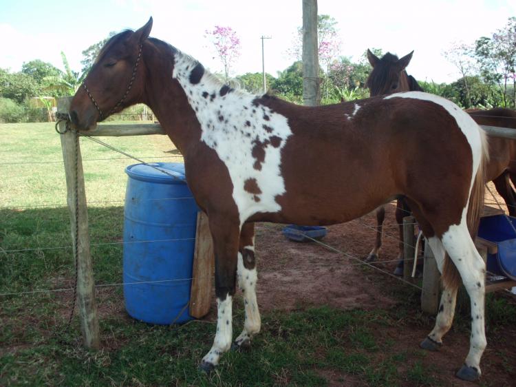 WHISKY DO SÃO PEDRO DO JATOBÁ (HOMOZIGOTO)
