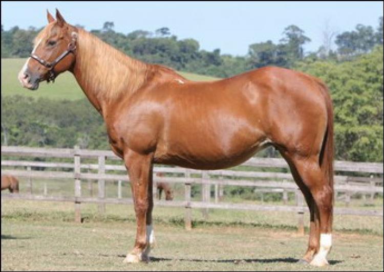 ELEGANCE SKIPPY KRB