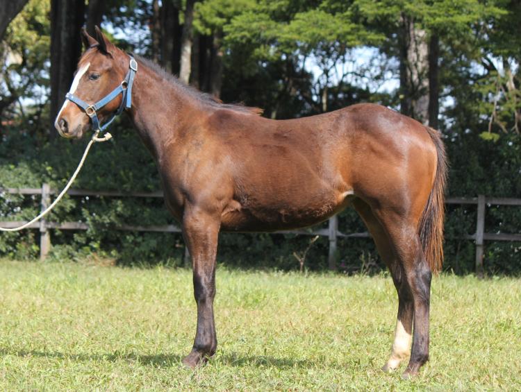 NUBIA FLY LW