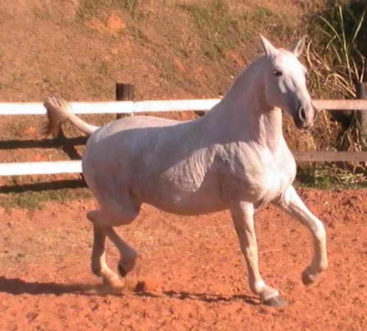 ONUNPUE DO XAPURY