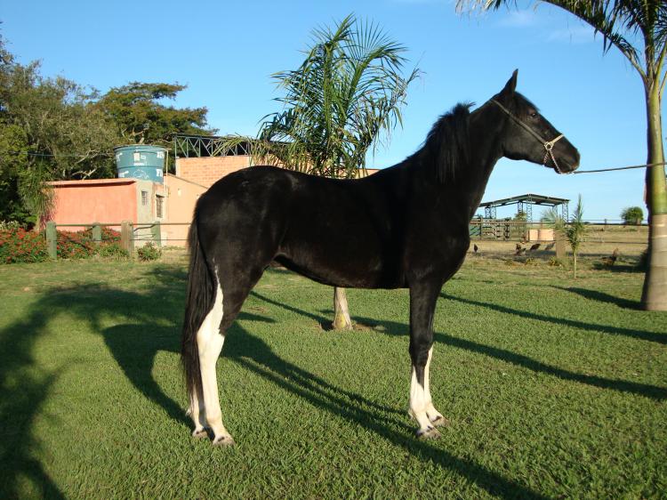 NEGRO RM