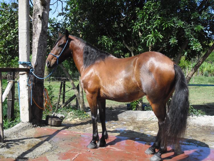PINGO