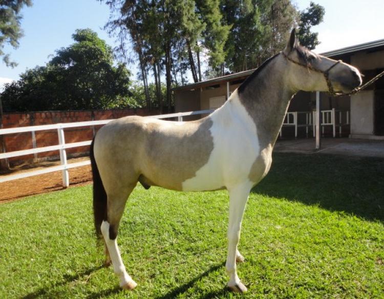 COMANCHE