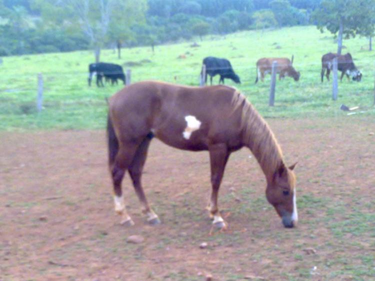 APACHE DA REALEZA