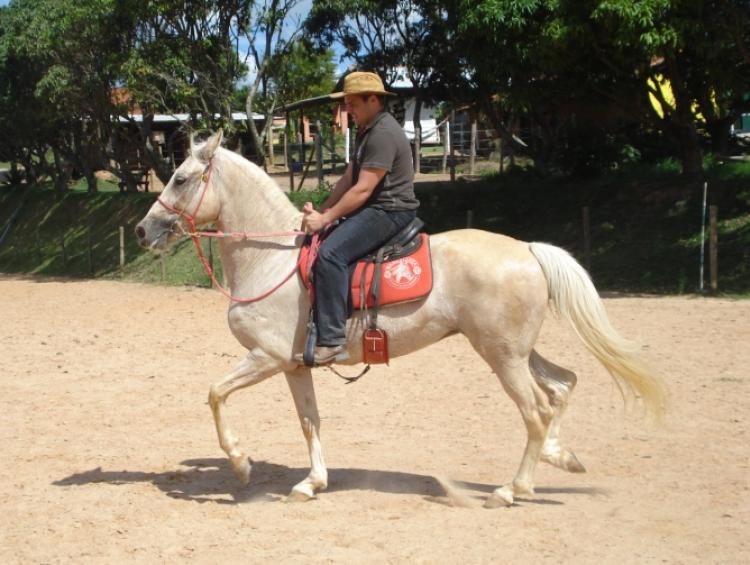 GRAMPOLA DO BÁLSAMO