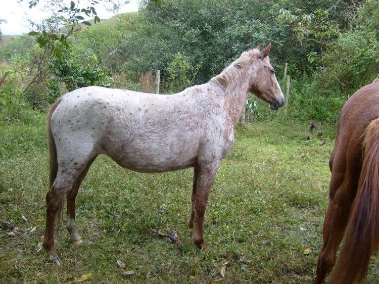 CHUVA DO XÁ