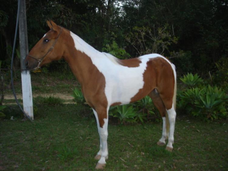 PENELOPE DA JUMA