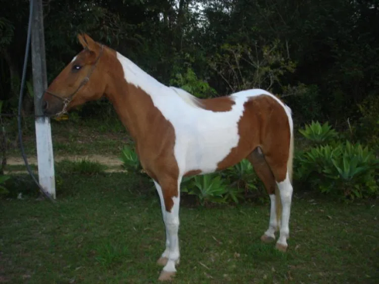 PENELOPE DA JUMA