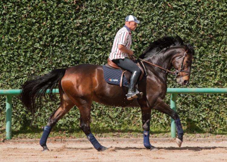 QH SEA BISQUIT