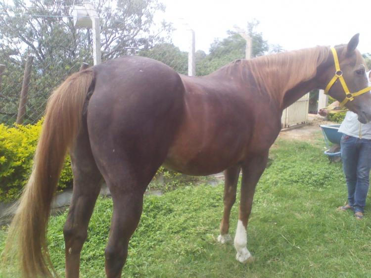 MISS LOTIEMOON CRC