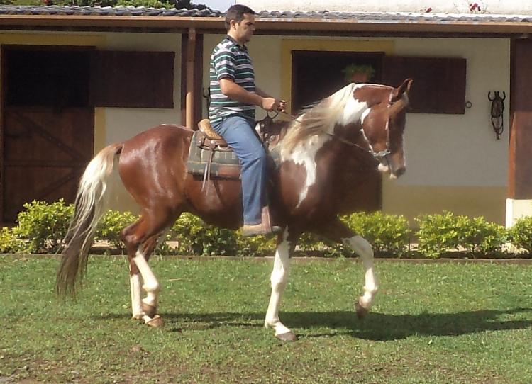 CALIPSO DO URSO BRANCO