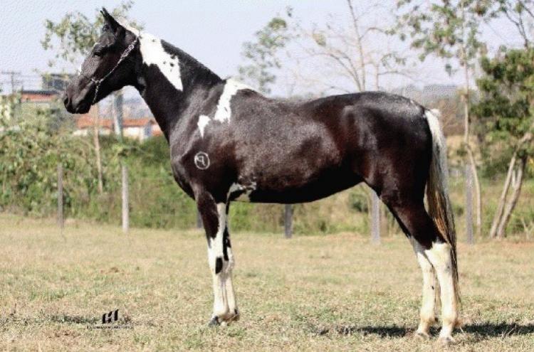 JAINÁ QUATRO LAGOAS (HOMOZIGOTO)