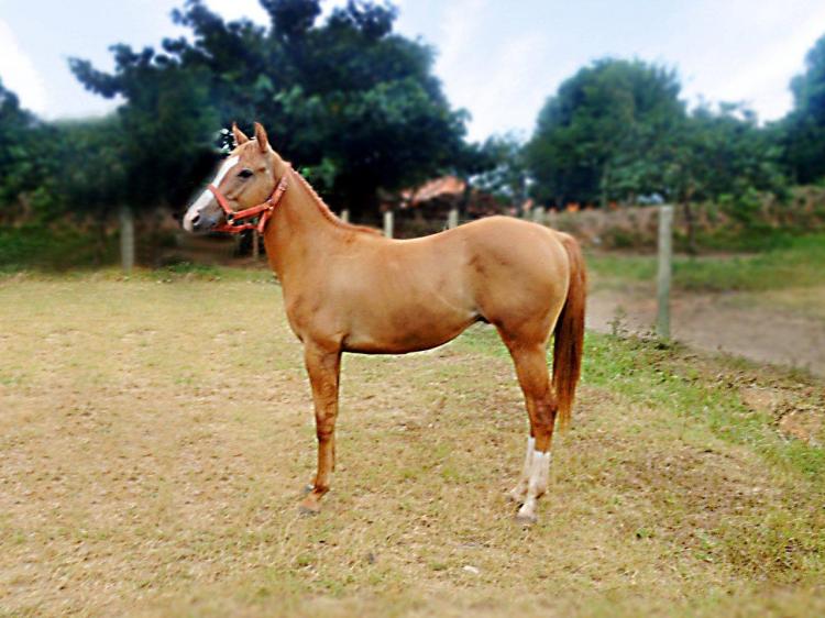 NEW BULLY SOLANO