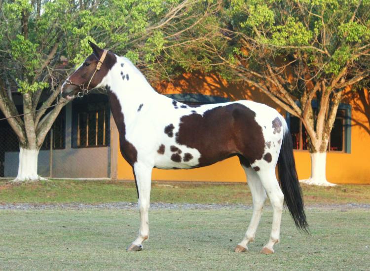 CINDERELA DO RASF