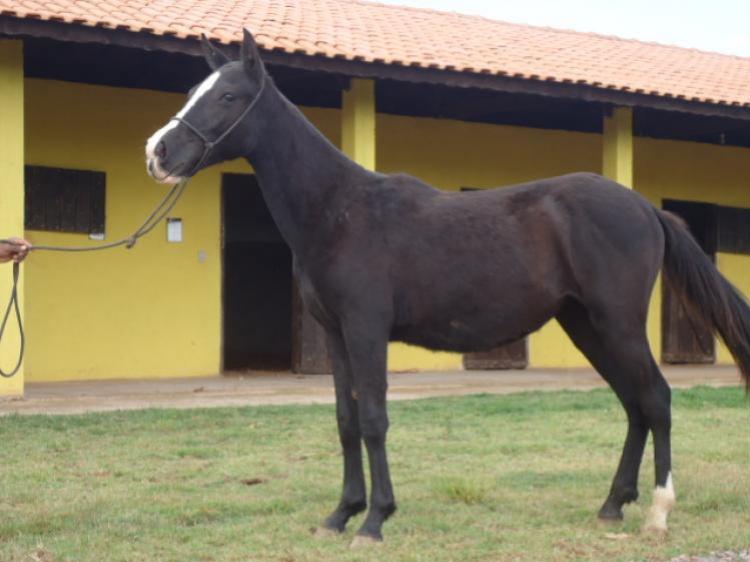NEGRITA