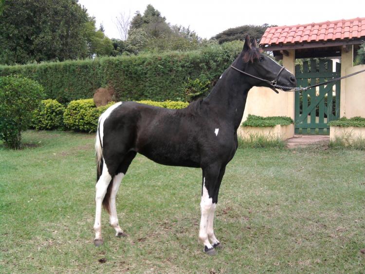 NEGRITA RM