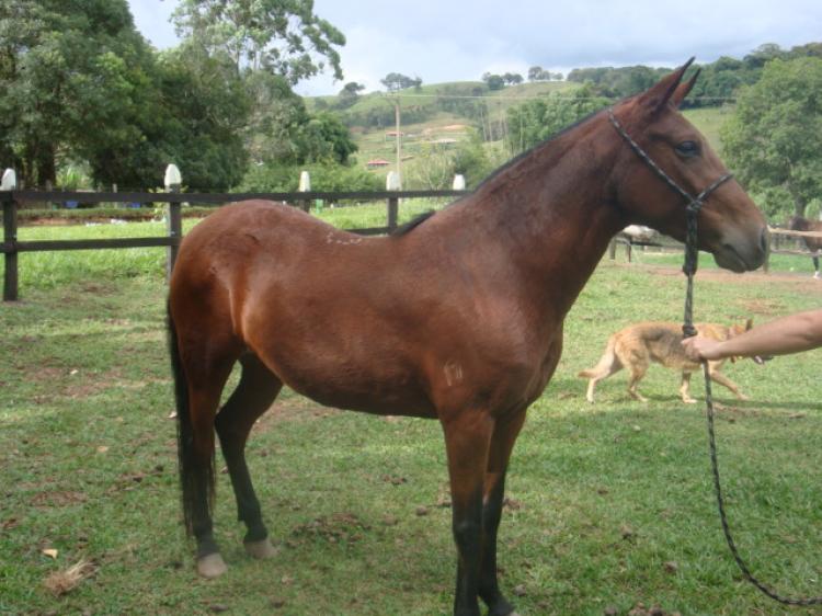 CAÇULA CAF DOS MOURAS