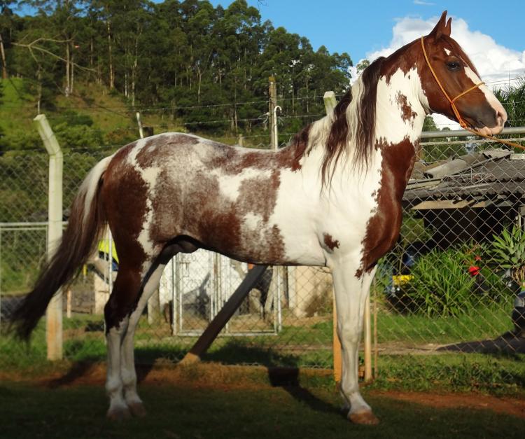 APACHE PATY