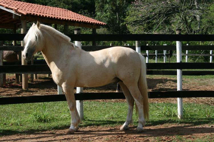 NERVOSO DA SANGA DA SAUDADE