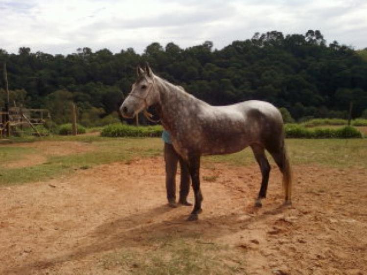 FALINA